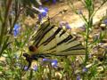 Iphiclides podalirius (Erik Kırlangıçkuyruğu)